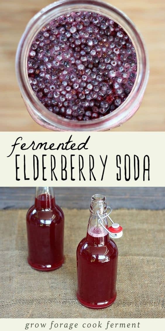 Fermented Elderberry Soda