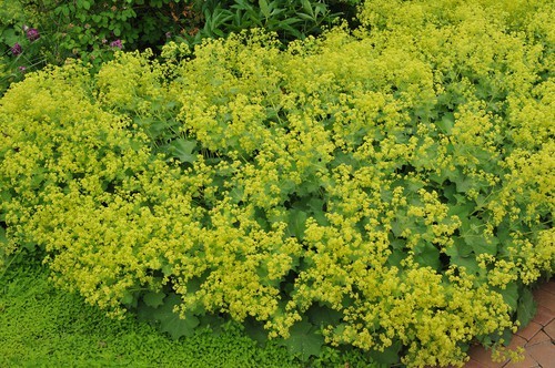 Lady’s Mantle