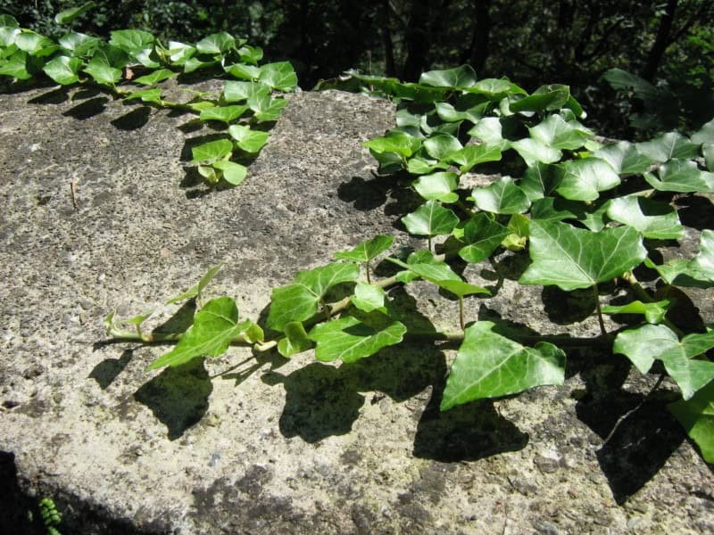 English Ivy