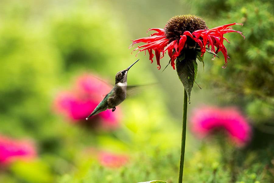 Bee-Friendly Plants