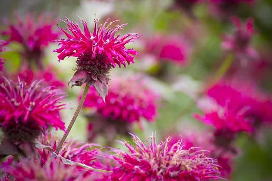 Bee Balm