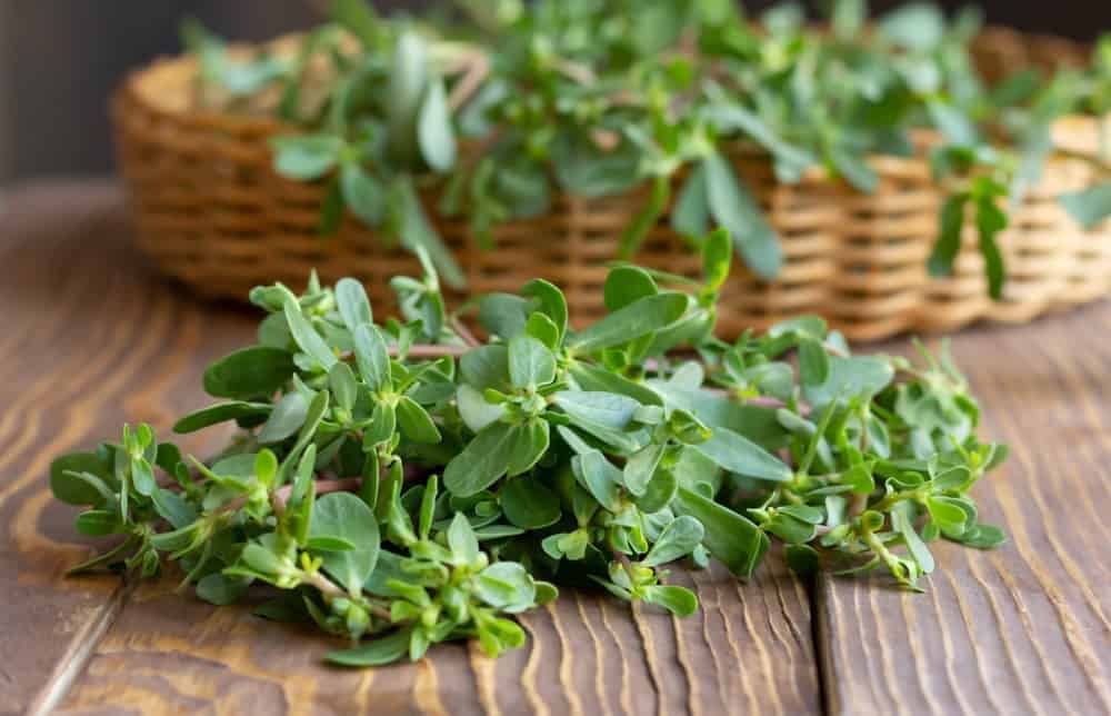 Purslane