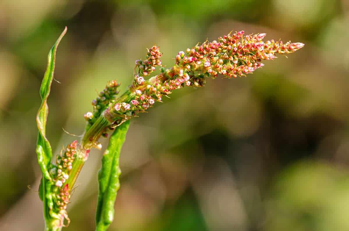 Curly Dock (Rumex Crispus)