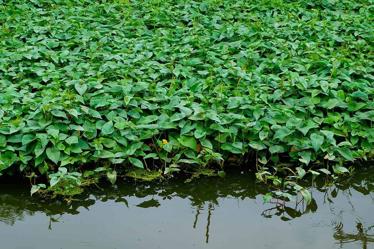 Water Spinach (Ipomoea aquatica)