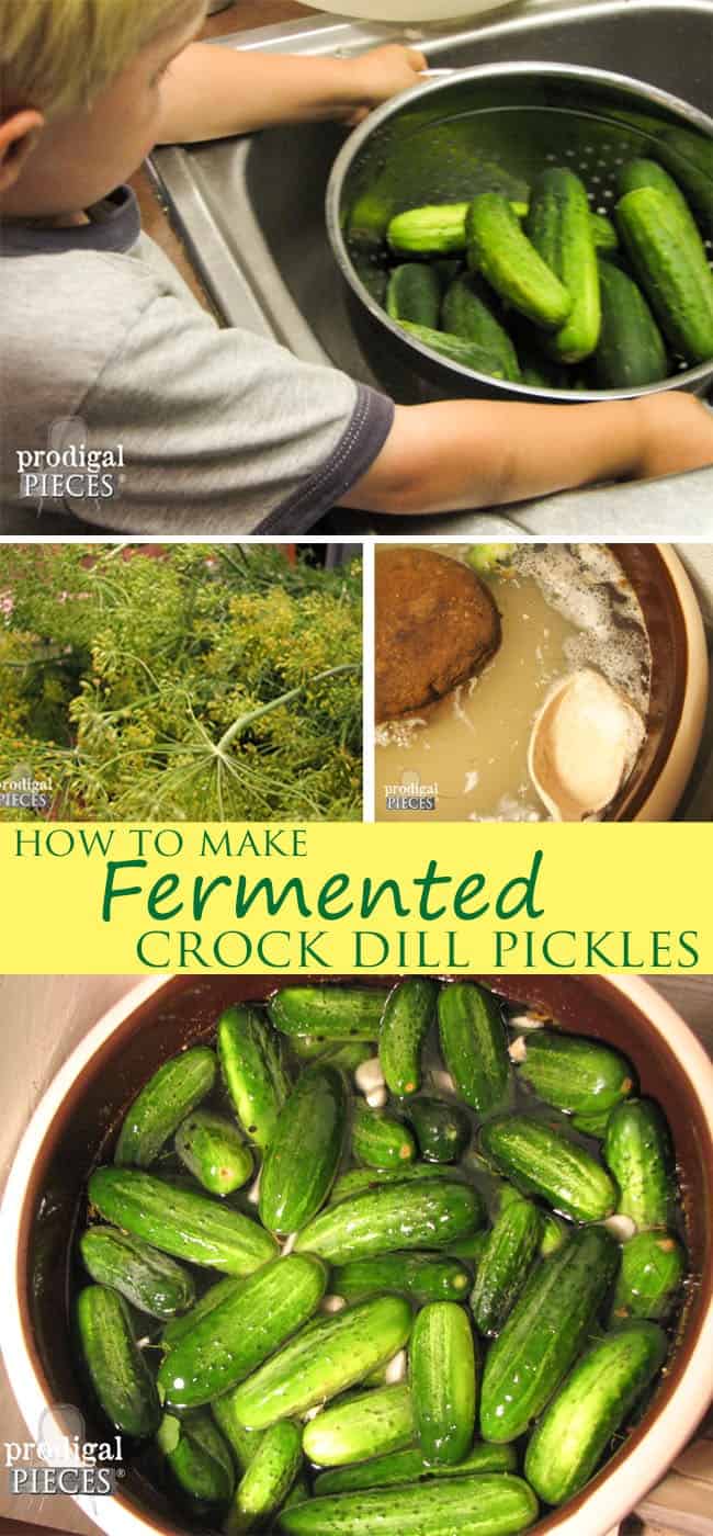 Fermented Crock Dill Pickles