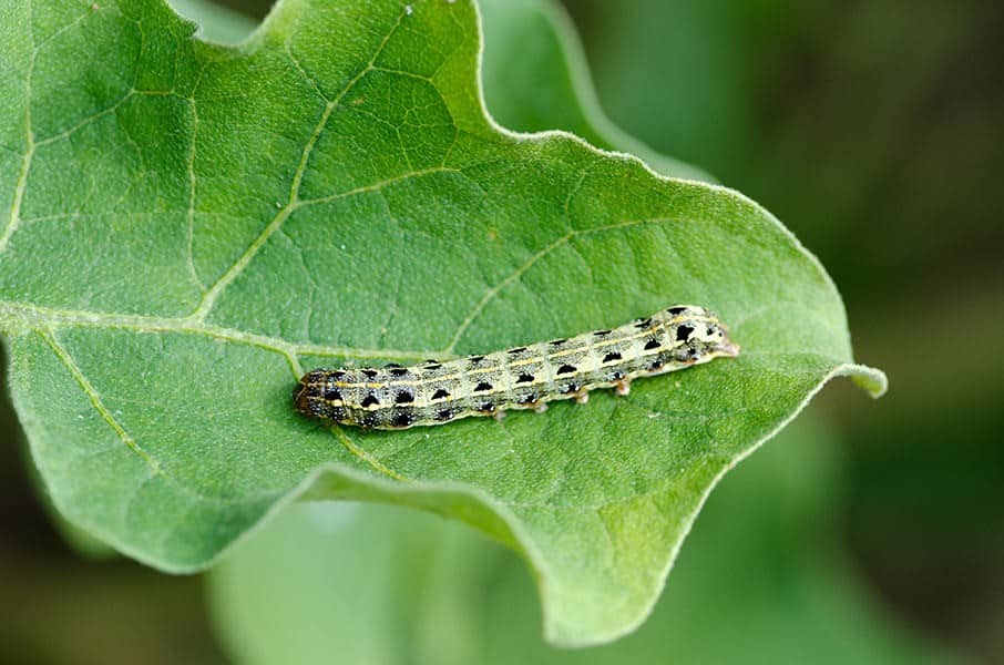 Cutworms