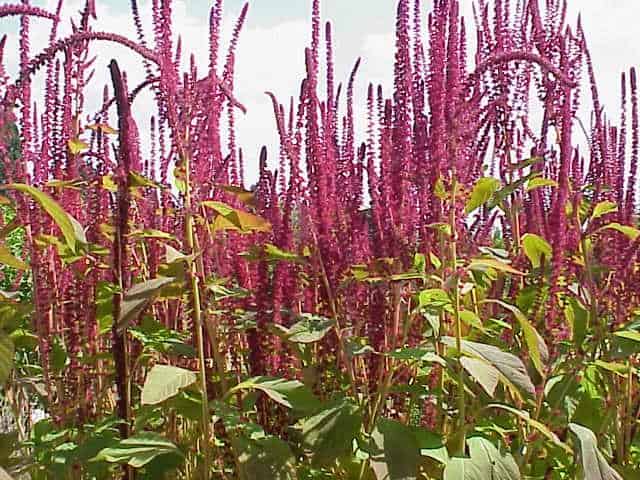 Amaranth Varieties