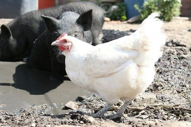 Guarding the Feed