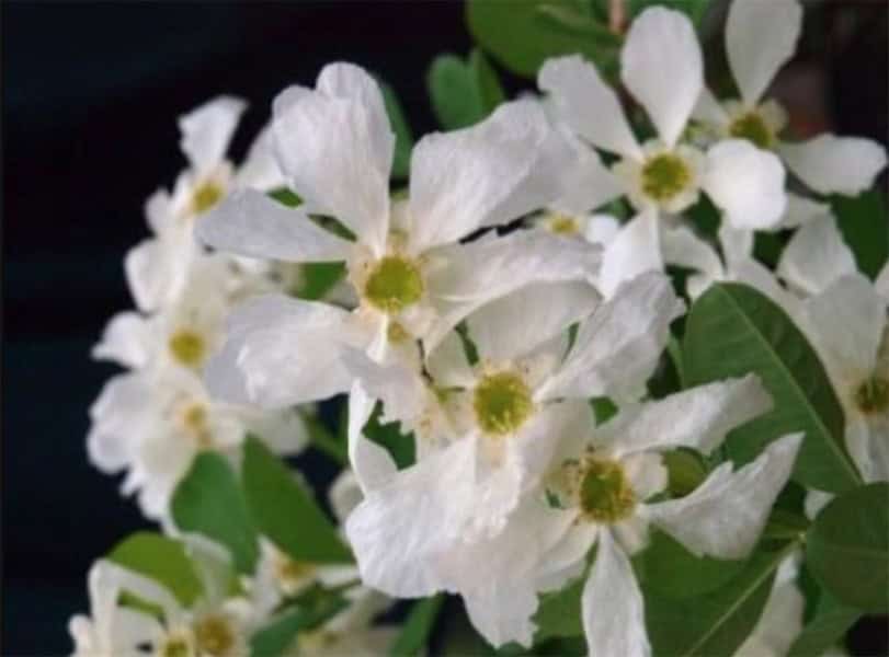 Pearl Bush (Exochorda)