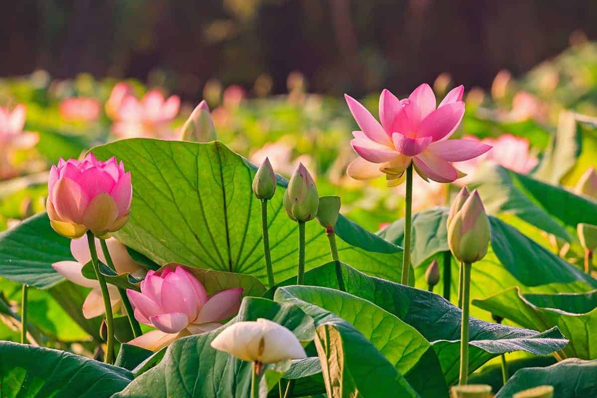 Sacred Lotus (Nelumbo nucifera)