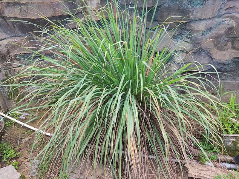 East Indian Lemon Grass