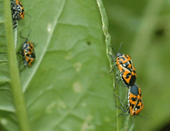 Rapini Pests