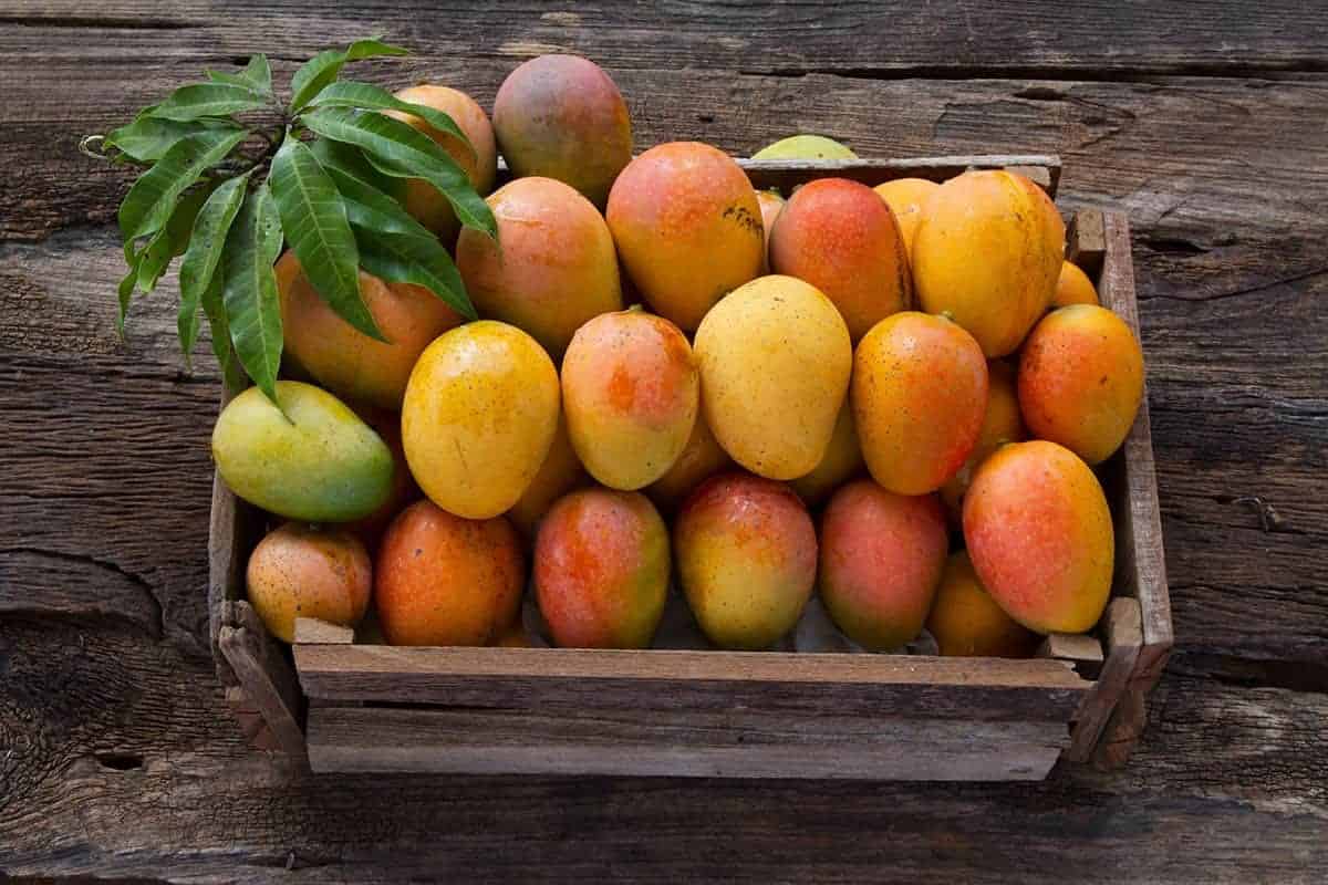 Mangoes – Ethylene Producer