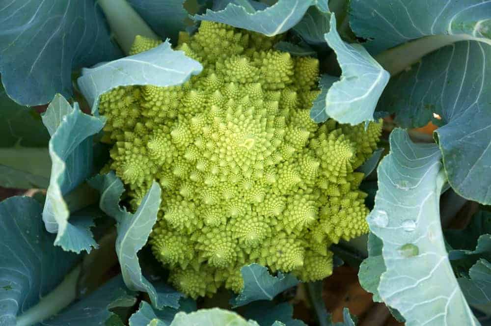 Caring for Romanesco