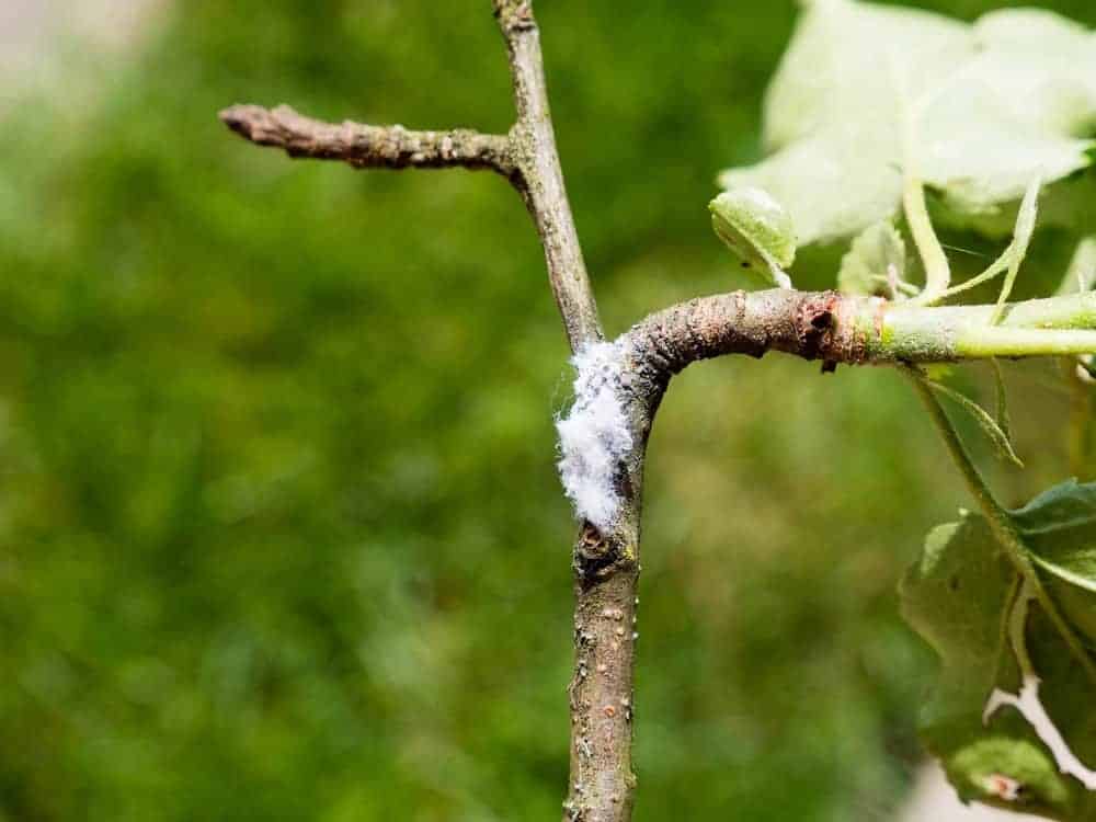 White Fluffy Areas on Branches