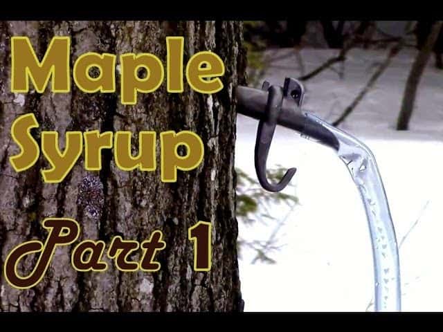 Tapping The Trees