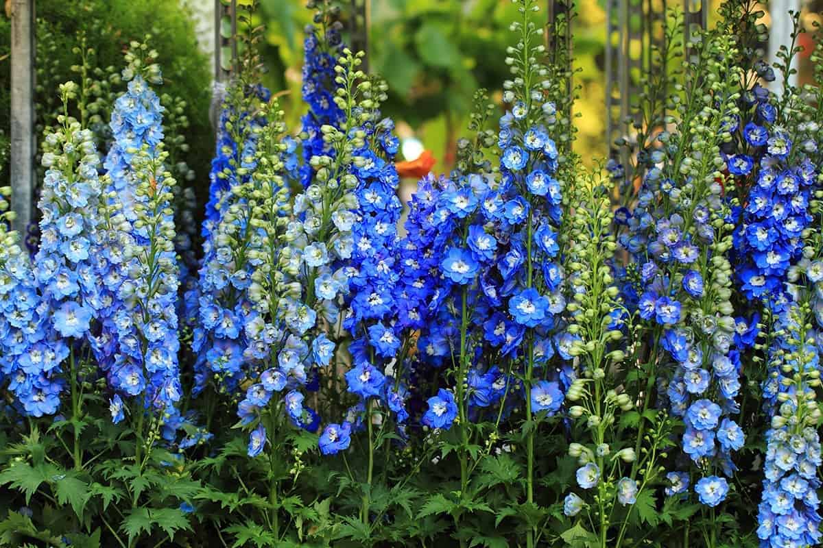 Delphiniums (Delphinium spp.)