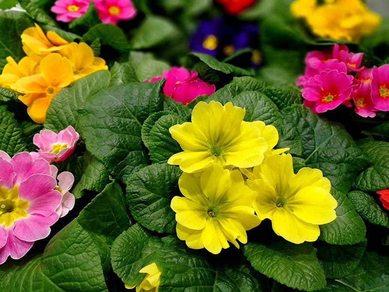 English Primrose