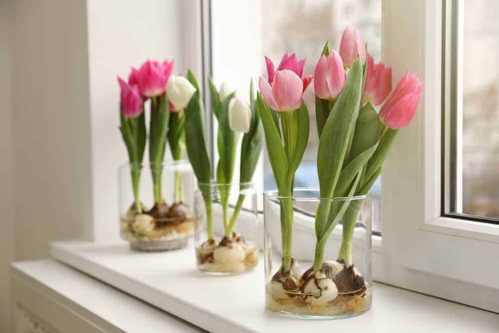 Using Tulips