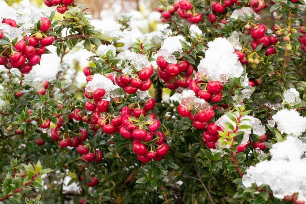 Wintergreen (Gaultheria spp.)