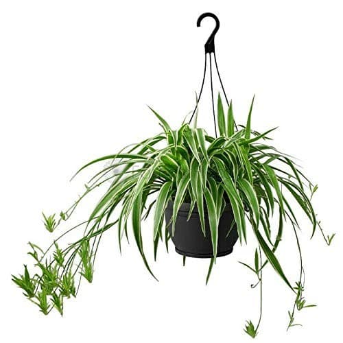 Spider Plant