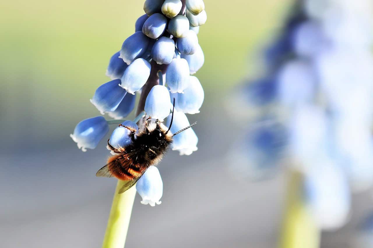 Mason Bees