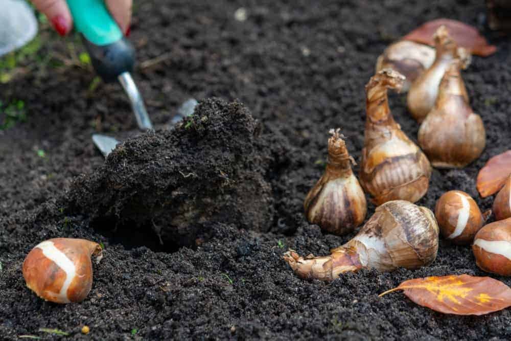 Planting Bulbs