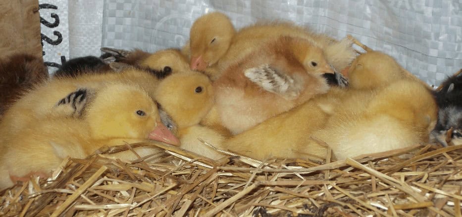 Features Ducklings Develop During Incubation