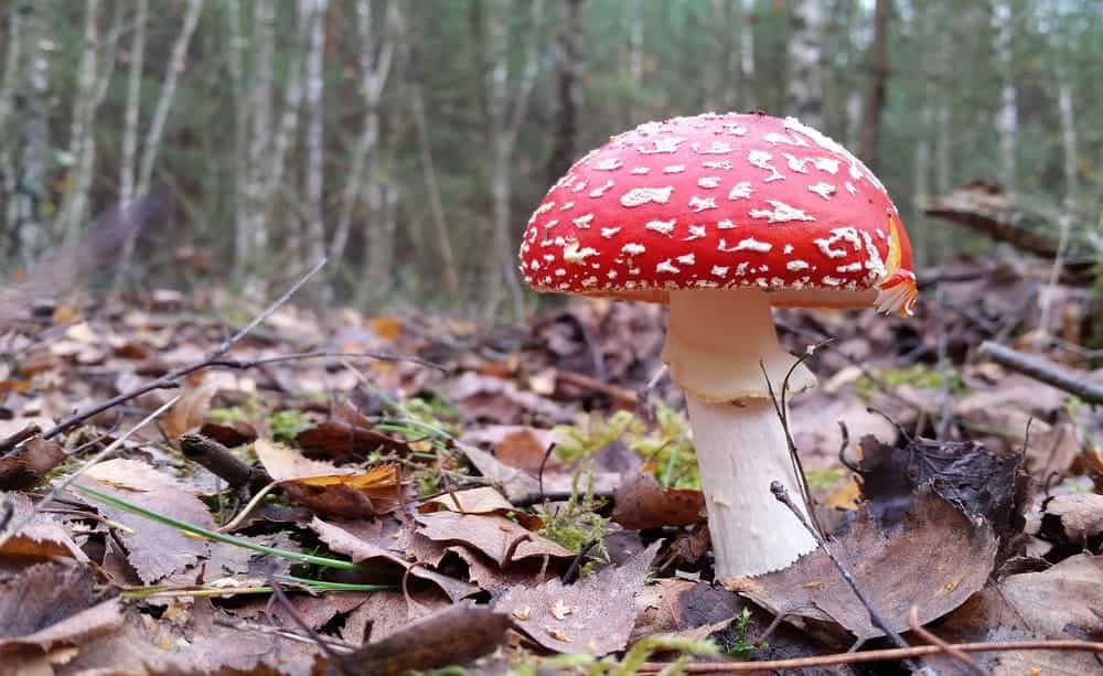 Fly Agaric