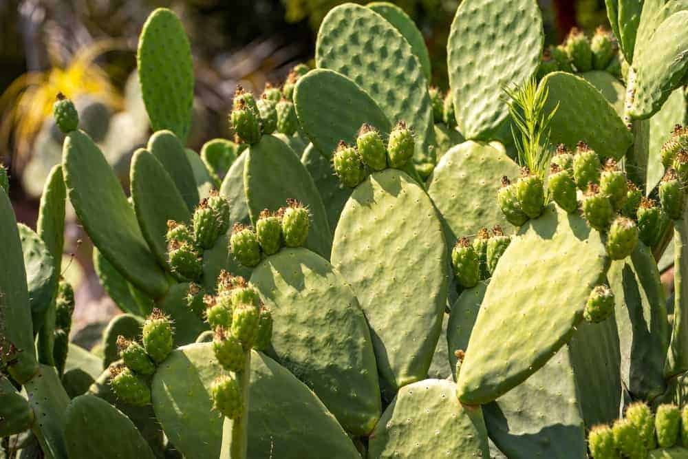 Nopales