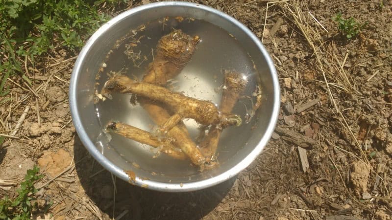 Method 3: Starting Horseradish in the Ground from Root Cuttings