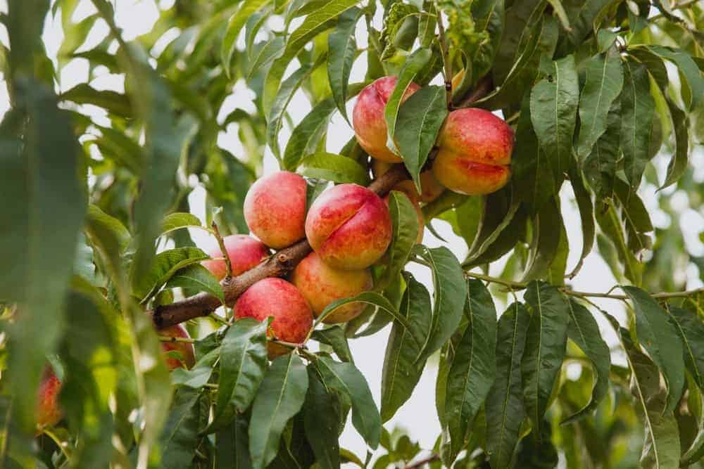 Best Nectarine Varieties for the Home Garden