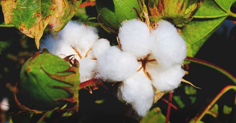 Cotton