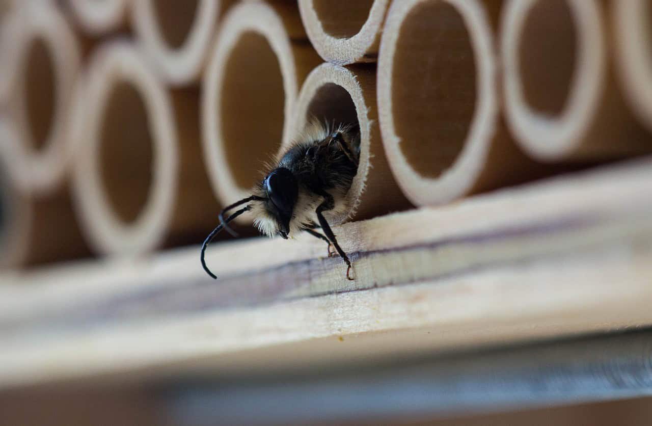 Bamboo Bee House