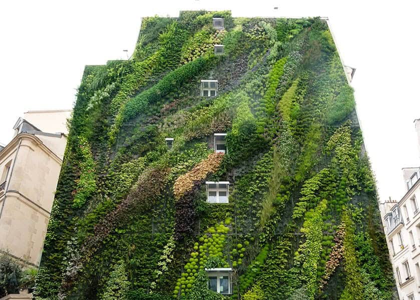 Why Should You Grow a Living Wall?