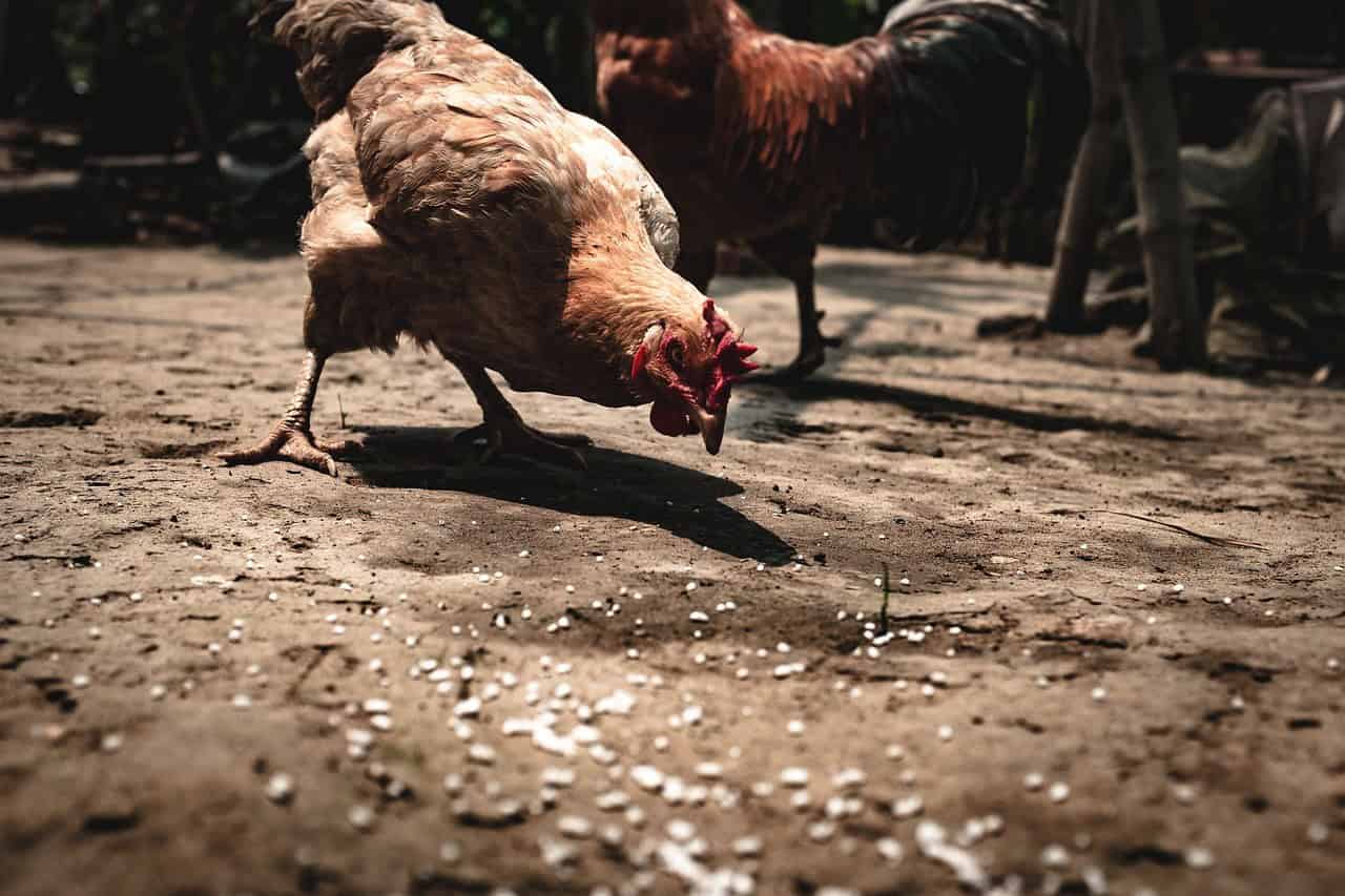 Why Should You Feed Your Chickens Right?