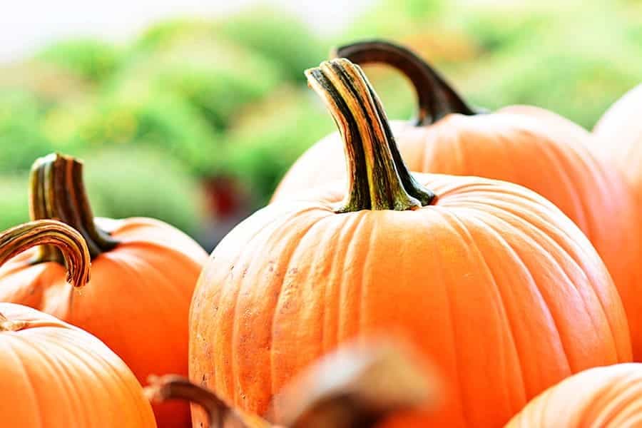 Pumpkins & Squashes – Ethylene Sensitive