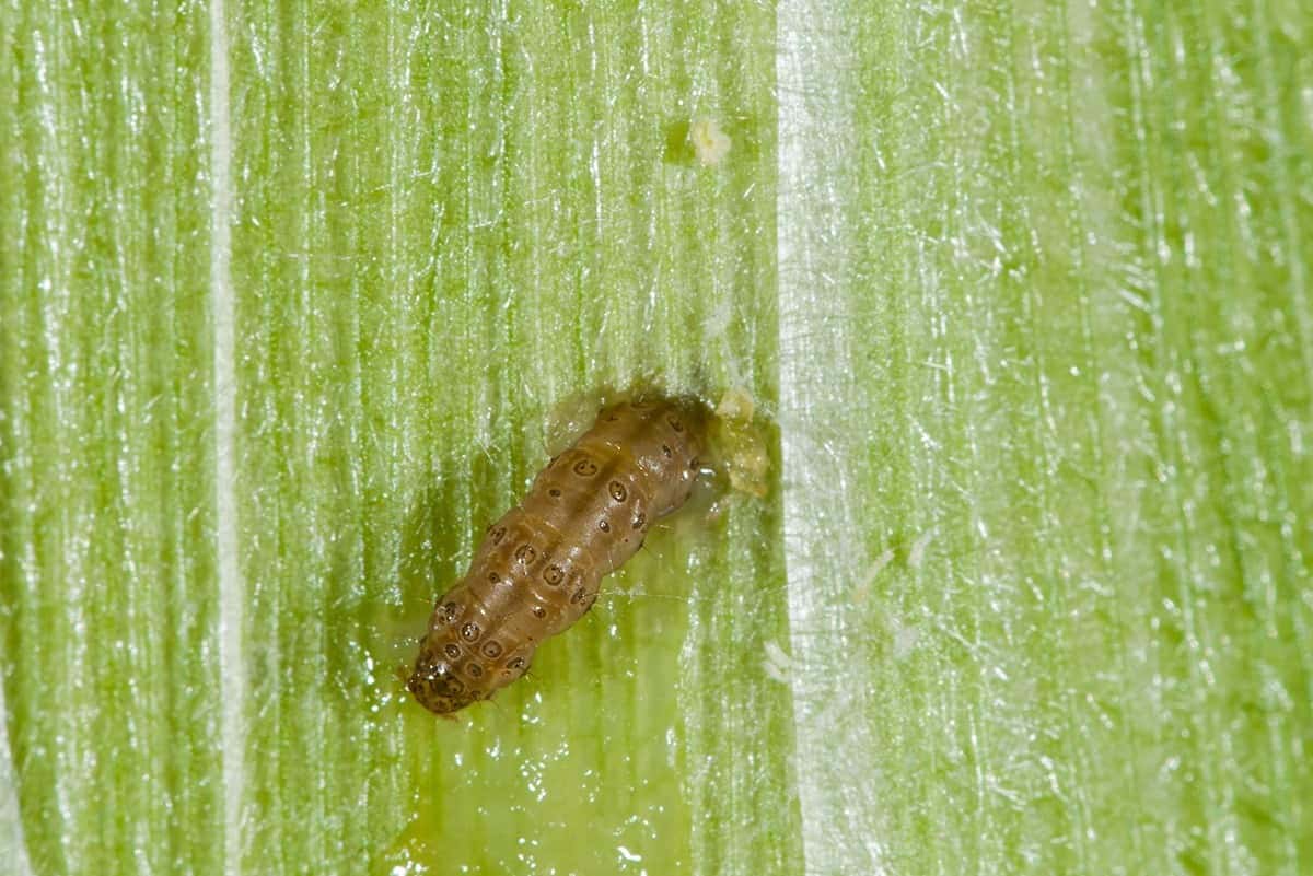 European Corn Borer