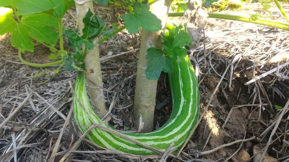 Chinese Python Snake Gourd