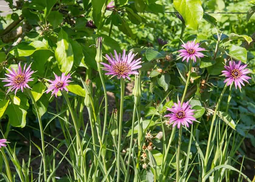 Caring for Salsify