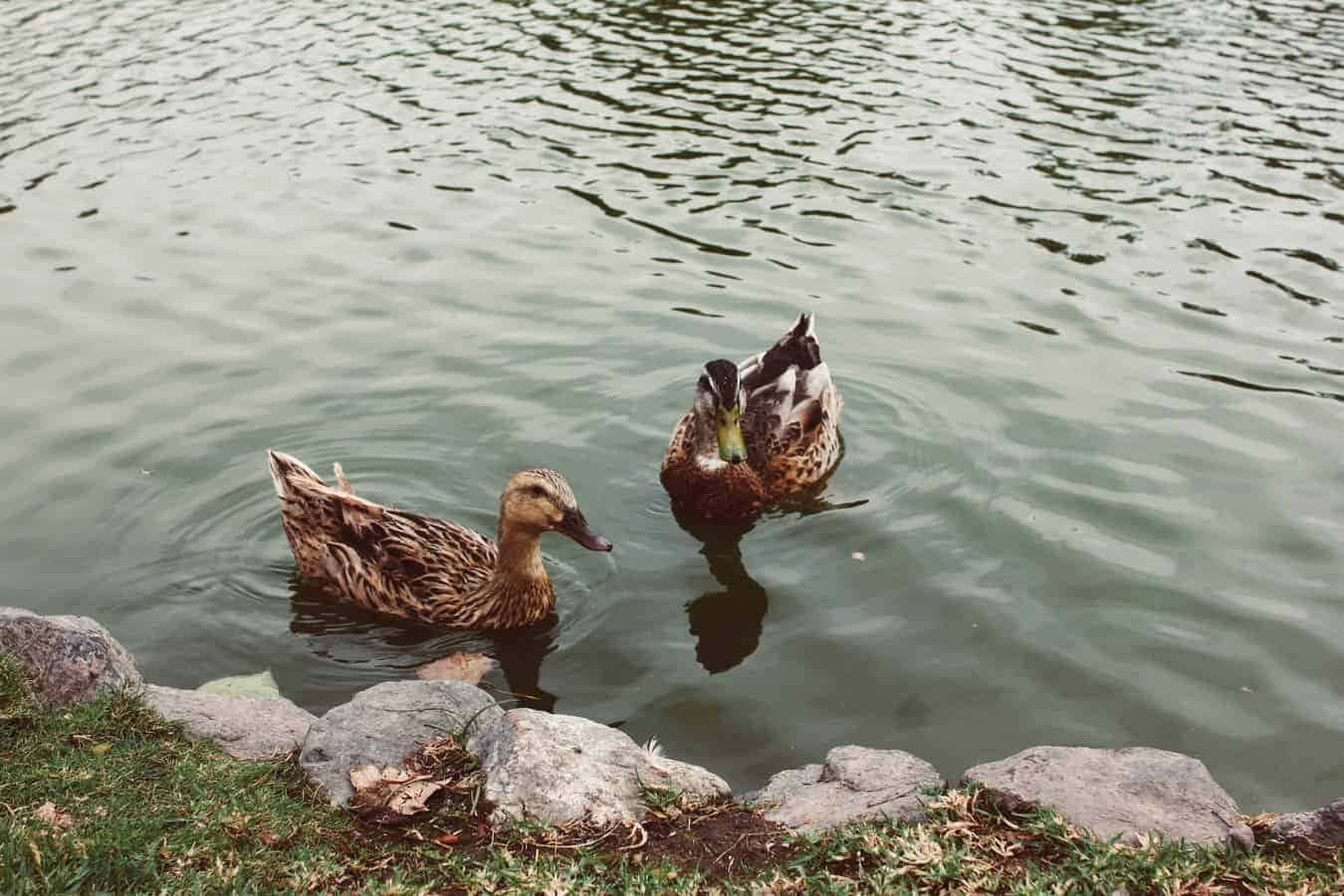 Best Foods You Can Grow For Ducks