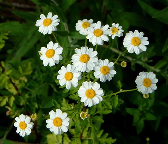 Feverfew