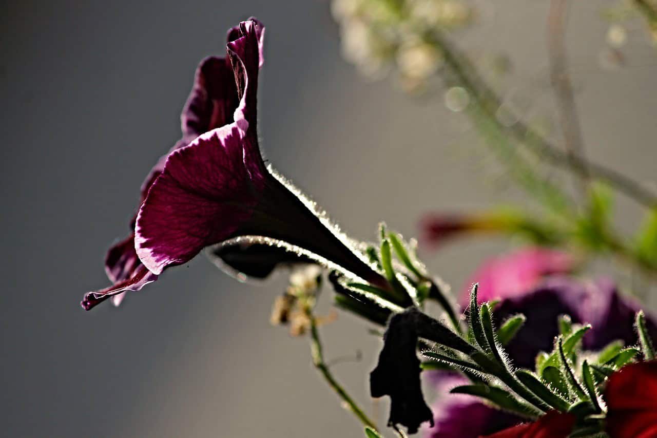 How to Care for Petunias