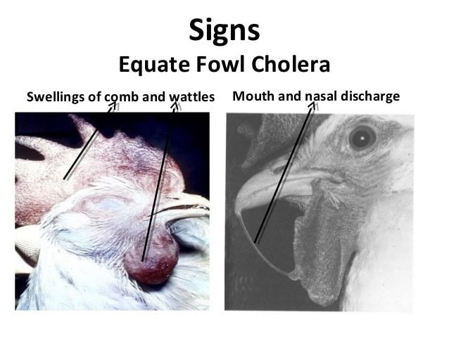 Fowl Cholera