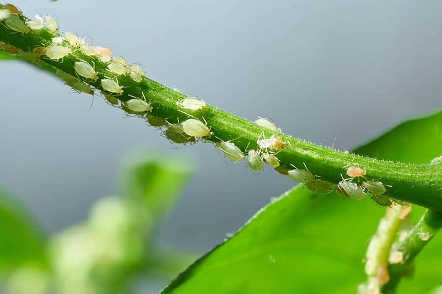 Aphids