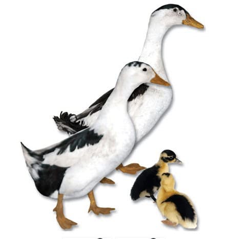 Magpie Duck