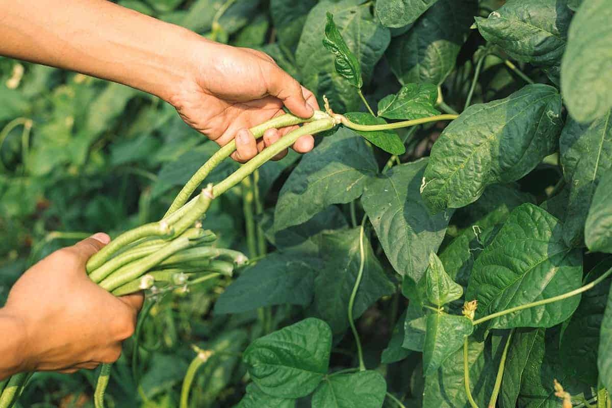 Pole Beans