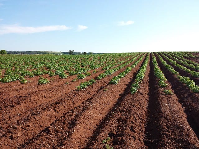 When it the Right Time to Sterilize Soil?