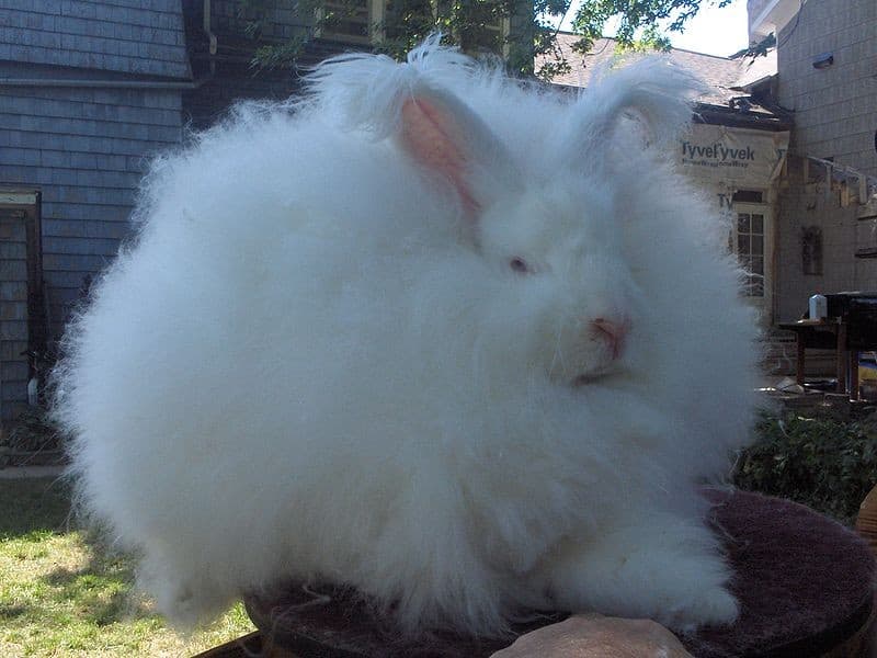 Giant Angora