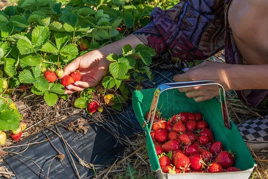 Strawberries – Ethylene Producer